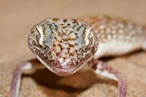 Images Dated 18th August 2012: Slevin's Sand Gecko / Slevin's Big-headed Gecko