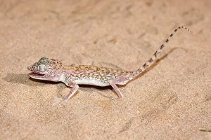 Images Dated 18th August 2012: Slevin's Sand Gecko / Slevin's Big-headed Gecko