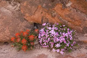 Paintbrush Prints: Slickrock / Rough Indian Paintbrush and Long-leaf / Long-leaved Phlox (Phlox longifolia)