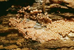 Mould Prints: Slime Mould DWG 901 Imature Stage Trichia deciphens © D. W. Greenslade / ARDEA LONDON