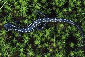 Images Dated 10th January 2007: Slimy Salamander Pennsylvania, USA