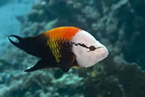 Slingjaw / Sling-jaw Wrasse - Red Sea