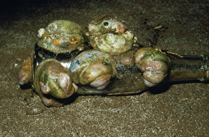Images Dated 31st August 2007: Slipper Limpets - chains of one on top of another, onold bottle