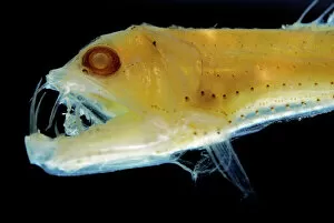 Teeth Gallery: Sloane's Viper Fish (preserved) - deep sea 200-4; 700m deep sea- 200-4