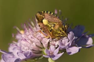 Sloe Bug - large and distinctive purple-brown and greenish coloured shieldbug sits on a flower