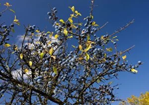 Sloes or blackthorn fruit, autumn