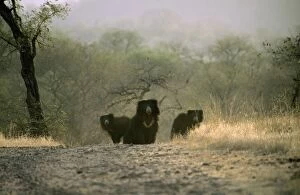 Images Dated 24th September 2007: Sloth Bear