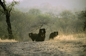 Images Dated 24th September 2007: Sloth Bear