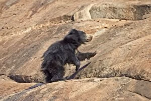 Images Dated 12th March 2015: Sloth Bear