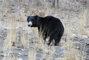 Images Dated 6th June 2009: Sloth Bear