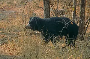 Bears Prints: Sloth Bear after eating termites, Ranthambhor National Park, India
