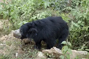 Sloth bear, India