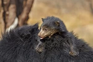Images Dated 12th March 2015: Sloth Bear mother carrying baby on back