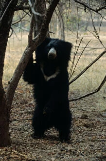 Images Dated 30th March 2005: Sloth Bear Ranthambhor National Park, India