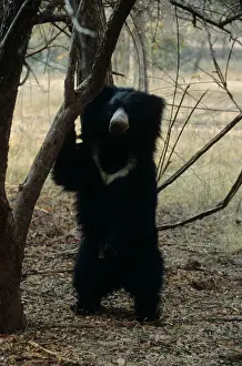 Bears Prints: Sloth Bear Ranthambhor National Park, India