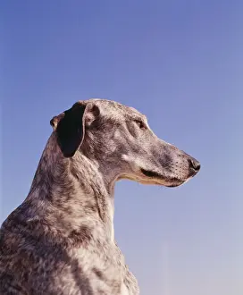 Sloughi Dog JPF 1086 © Jean-Paul Ferrero / ARDEA LONDON