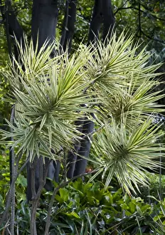 Shrubs Prints: A slow growing tree / shrub originating from Madagascar - Botanical Gardens - Puerto de la Cruz - Tenerife - February