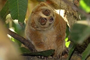 Images Dated 7th December 2007: Slow Loris