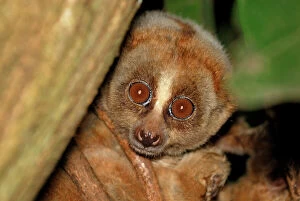 Images Dated 7th December 2007: Slow Loris