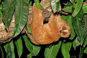 Slow Loris - hanging upside down from branch