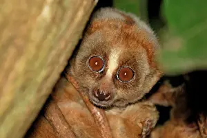 Night Prints: Slow Loris - Thailand