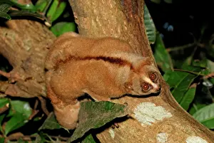 Night Prints: Slow Loris - Thailand