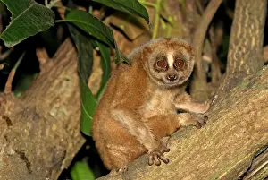 Slow Loris - Thailand