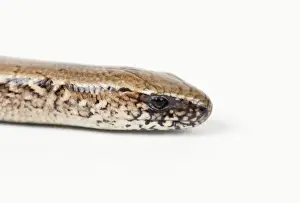 Slow Worm