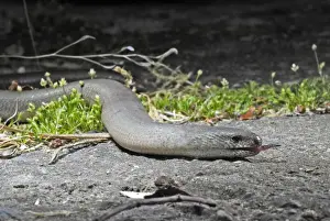 Slow Worm / Blind Worm. Alsace - France