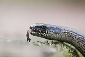 Scenting Prints: Slow Worm - close up study showing flickering tongue - Lower Saxony - Germany