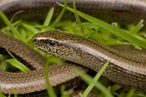 Images Dated 11th August 2007: Slow Worm - England - UK - Legless lizard - Feeds on slow-moving creatures such as slugs - Tends