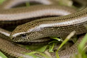 Slow Worm - England - UK - Legless lizard - Feeds on slow-moving creatures such as slugs - Tends to lie up under roots-stones-old planks compost heaps-etc - Common throughout Britain