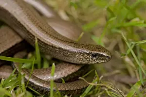 Slow Worm - England - UK - Legless lizard - Feeds on slow-moving creatures such as slugs - Tends to lie up under roots-stones-old planks compost heaps-etc - Common throughout Britain