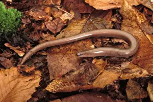 Slow Worm. Europe