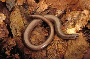 Slow Worm Europe