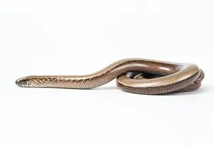 Slow Worm - female