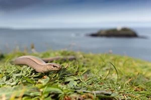 Images Dated 16th September 2012: Slow Worm - Godrevy, Cornwall, UK