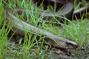Slow Worm in grass