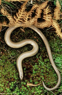 Images Dated 5th July 2004: Slow Worm Legless Lizard, UK