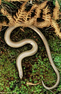 slow worm legless lizard uk