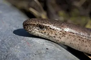 Natural World Prints: Slow Worm - single adult basking. England, UK