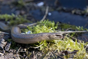 Images Dated 13th April 2009: Slow Worm - single adult basking with tongue flicking out