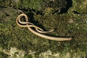 Images Dated 5th July 2004: Slow Worms Emerging form hibernation