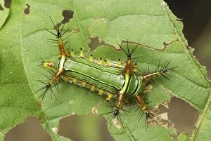 Images Dated 2nd November 2006: Slug Caterpillar Erawan Nationalpark, Thailand