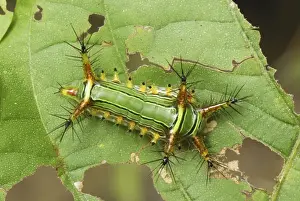 Slug Caterpillar Erawan Nationalpark, Thailand