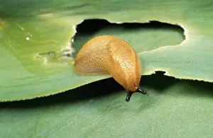 Slugs Prints: Slug Damage, garden, UK
