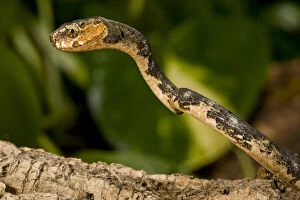 Slug-eating Snake, Pareas carinatus, Native