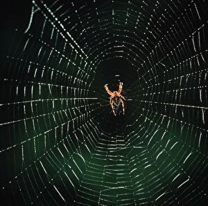SM-01 Garden Cross / Garden Orb-web / Cross SPIDER - in web