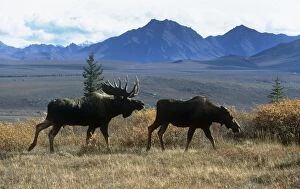 SM-1342 Moose - bull courting cow in taiga