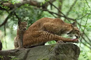 Luchs